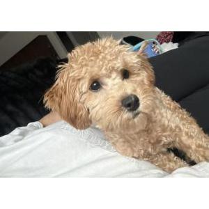 Image of Chanel, Lost Dog