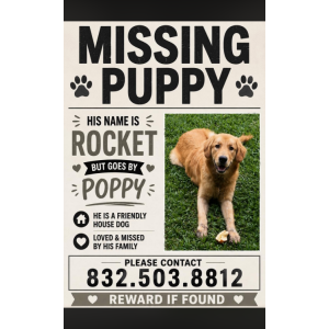 Image of Poppy, Lost Dog