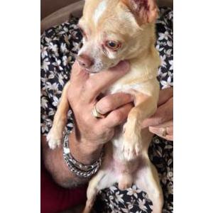 Image of Unknown, Found Dog