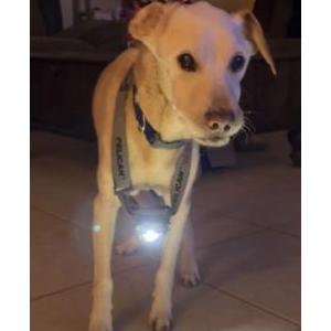 Image of Nixon, Lost Dog