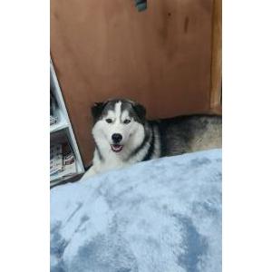 Image of Four Four, Lost Dog