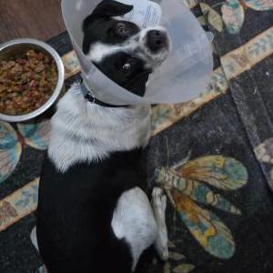 Image of Lui, Lost Dog
