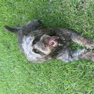 Image of Mocha, Lost Dog