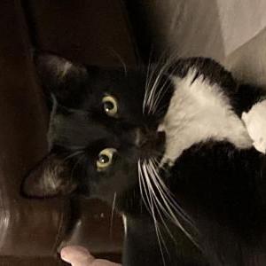 Image of Redford, Lost Cat