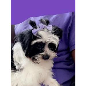 Image of Kota, Lost Dog