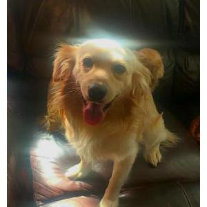 Image of Junior, Lost Dog