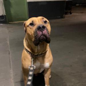 Image of Chase, Lost Dog