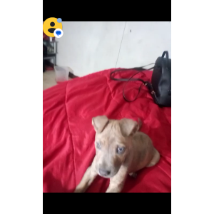Image of Queenie, Lost Dog