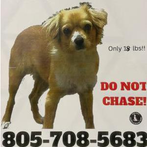 Image of Goldie, Lost Dog