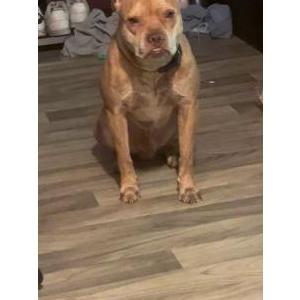 Image of Jericho Martinez, Lost Dog