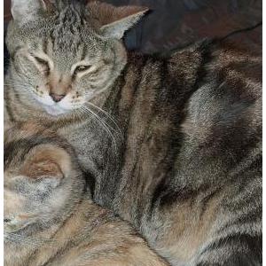 Image of Jordan, Lost Cat