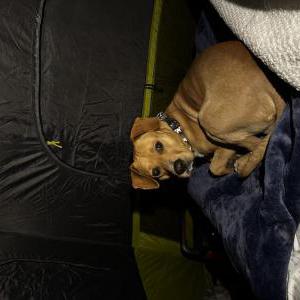 Image of Unknown, Found Dog