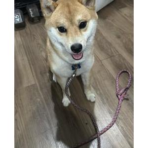Image of Kylo, Lost Dog