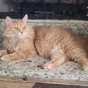Image of Willow, Lost Cat
