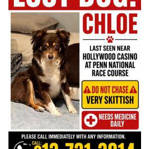 Lost Dog Chloe