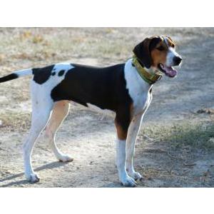 Image of Twig, Lost Dog
