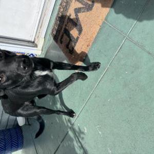 Image of Unknown, Found Dog