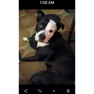 Image of daisy, Lost Dog