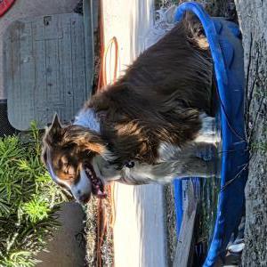 Image of Candy / candy cane, Lost Dog