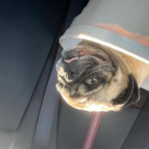 Image of Unknown, Found Dog