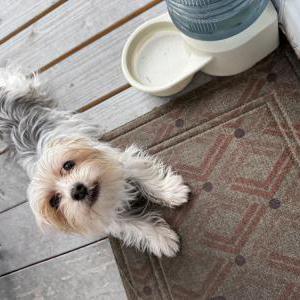 Image of Parker, Lost Dog