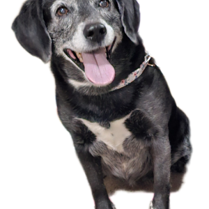 Image of Jade, Lost Dog