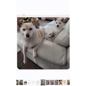 Image of Kaia, Lost Dog