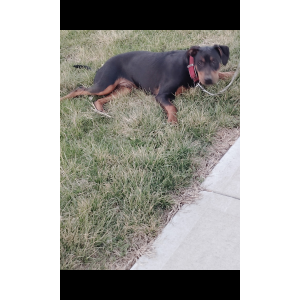 Image of Snoop Dogg, Lost Dog