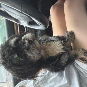 Image of Unknown, Found Dog
