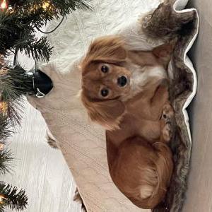 Image of Lady, Lost Dog