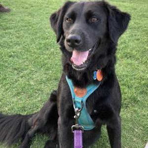 Image of Luna, Lost Dog