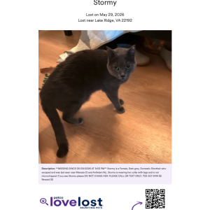 Image of Stormy, Lost Cat