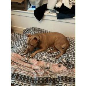 Image of Unknown, Found Dog