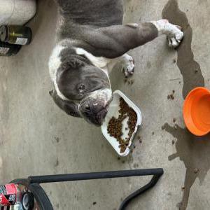 Image of Unknown, Found Dog
