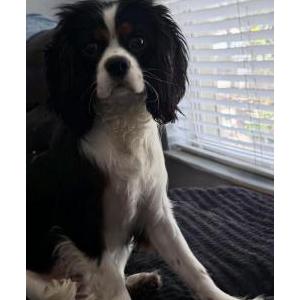 Image of Abu, Lost Dog