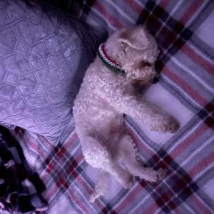 Image of Nicky, Lost Dog