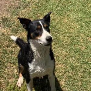 Image of Xena, Lost Dog
