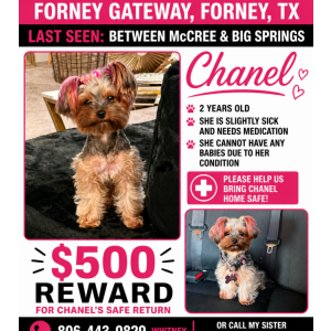 Image of Chanel, Lost Dog