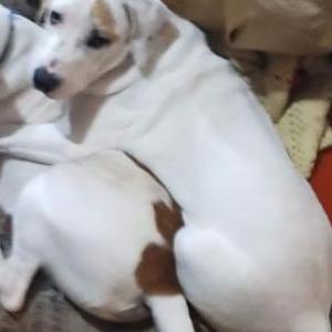 Image of Littlefoot, Lost Dog