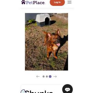 Image of Knuckles, Lost Dog