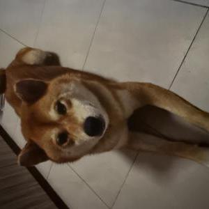 Image of Cody, Lost Dog