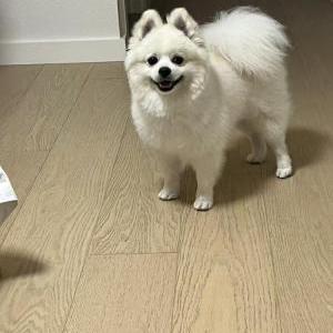 Image of Quinton, Lost Dog