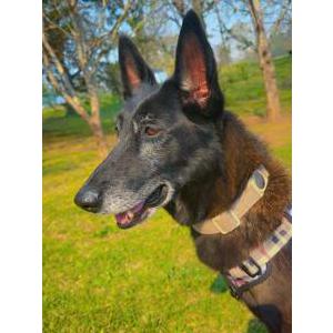Image of Duma, Lost Dog
