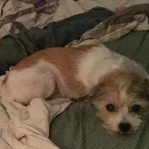 Image of Peanut, Lost Dog