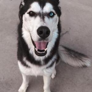 Image of Oso, Lost Dog