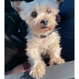 Image of NA, Found Dog