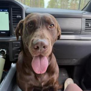 Lost Dog Bear