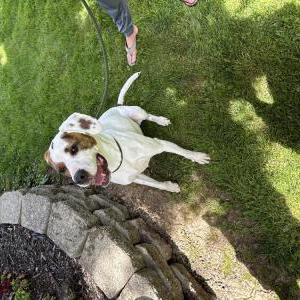 Image of Unknown, Found Dog