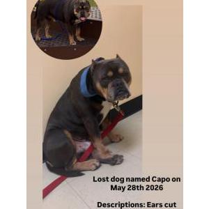 Image of Capo, Lost Dog