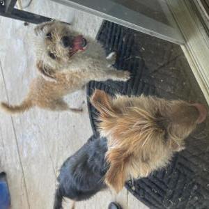 Image of TWO sml Dogs See Pic, Found Dog